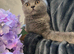 Beautiful British Shorthair kittens