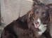 Last 1 ready soon border collie puppies