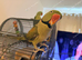 Breeding pair of alexandrian parrots