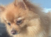 Adult female Pom