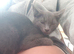Russian blue kittens
