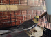 Baby cockatiel