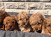 Beautiful red toy poodles