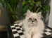 Ready now last of the litter affectionate Persian boy