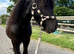 The sweetest Shetland Gelding 2 years old
