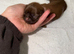 KC REGISTERED IMERIAL SHIH TZU LUXURY