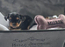 Beautiful Yorkshire terrier puppies