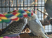 BEAUTIFUL BABY BUDGIES FOR SALE