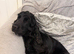 Show Type Cocker Spaniel