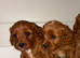 Beautiful Red F1 Cavapoo Puppies