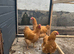 buff orpington