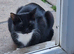 One cat
