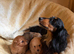 Beautiful Dachshund x Pomeranian Puppies