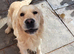 Golden retriever boy