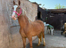 Welsh 2 year old