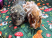 Two bonded boars