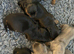 Dachshund puppies