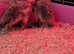 Harliquin ducklings