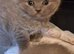 Bsh kitten ready now .