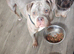American Bully Pocket