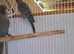 Beautiful blackface budgies