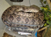 Amazon Tree Boa for sale