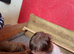 Kc registered Irish Settee puppies