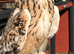 Friendly male Indian eagle owl