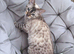 SNOW BENGAL FEMALE LOOKING FOR A NEW HOME