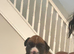 Kc boxers tail and bob