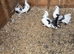 Garden fantails