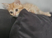 GINGER LONGHAIR BOY KITTEN FOR SALE