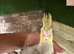 3 x lutino cockatiel chicks