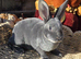3 Mini Rex Kits to RESERVE