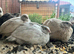 Coturnix Quail Females