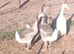 Trio of chinese geese