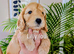 5week old outstanding full DNA tested Cockerpoo puppies