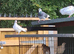 Mixed pigeons