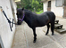 12.2 hh Genuine companion Dartmoor Hill Pony.