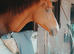 Chestnut mare for part loan