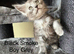 Pure Bred Maine Coon Kittens