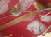 Beautiful breeding pair of pineapple conures