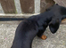 Tiny black & tan girl
