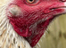 Aseel rooster