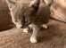 Kittens for sale