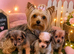 Yorkie x jack russle puppies
