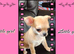 Pedigree chihuahua puppies