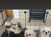 Pretty male pugzu puppy