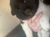 Beautiful American Akita pups for sale