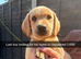 Last male left Yellow Labrador